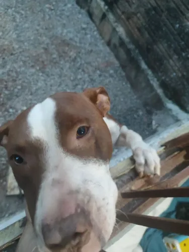 Doação pitbull