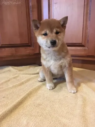 Filhotes lindos para tornar seus dias mais felizes