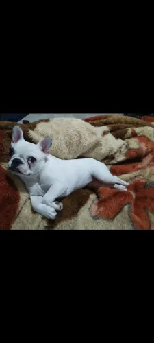 Fêmea de Bulldog francês 