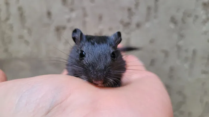 Gerbil dupla de fêmeas 