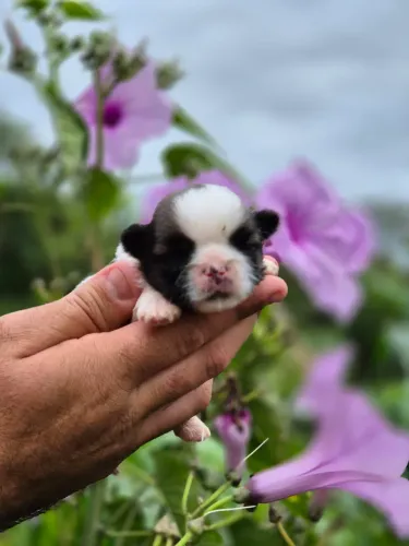 Shih Tzu de excelente qualidade esperando por um novo lar!