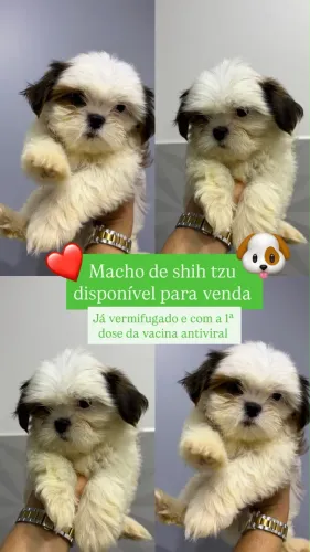 Filhote de Shih Tzu macho e fêmea