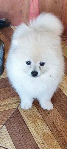 Spitz alemão macho