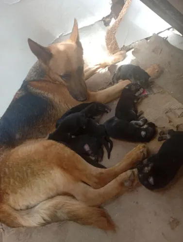 Vendo filhote de pastor alemão mãe e pai puro