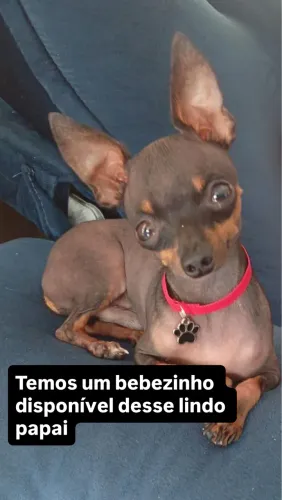 Pincher 