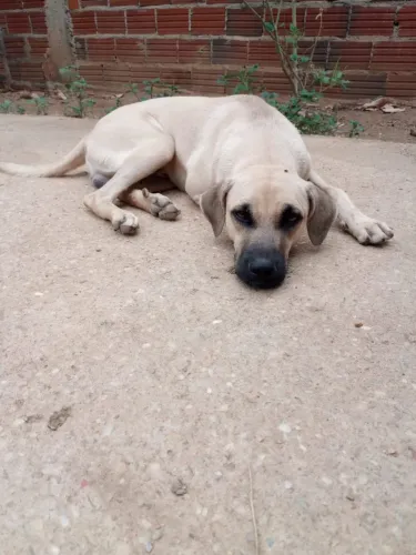 Doa-se cachorro macho