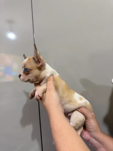 Filhote chihuahua macho pelo curto merle