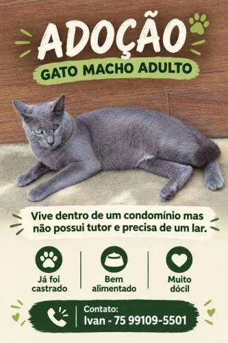 ADOÇÃO DE GATOS