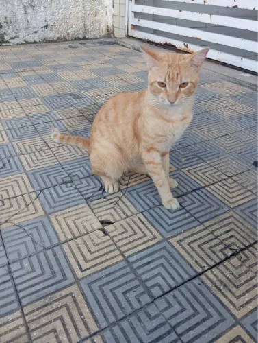Gatinhos disponíveis para adoção 