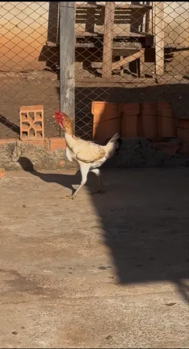 Galinha 