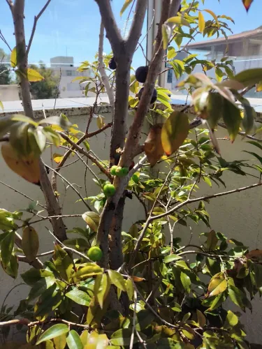Pé de Jabuticaba com Vaso