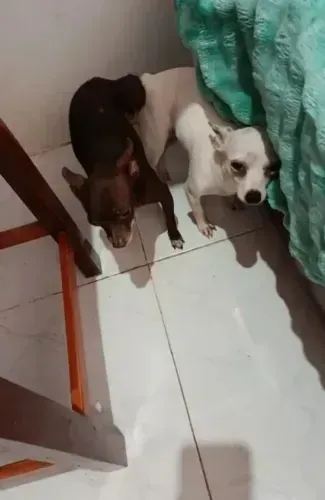 chihuhahua x pinscher dos pequenos
