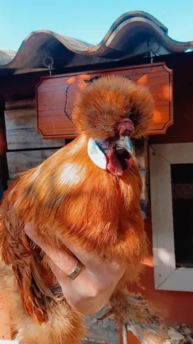 Galo Sedosa do Japão Adulto