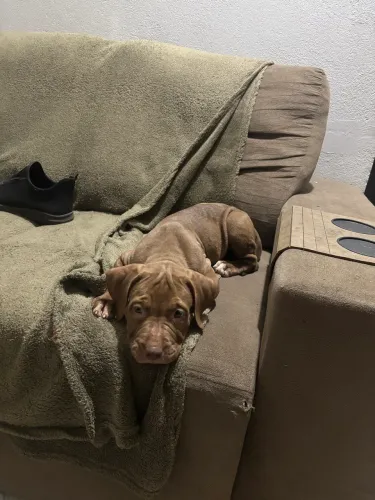 PIT MONSTER FÊMEA 2 MESES