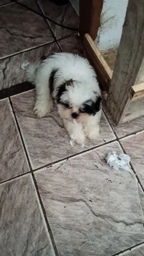 Cachorro Shitzu 