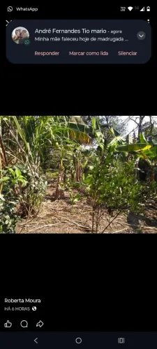 Vendo terrenos (lotes plantados)