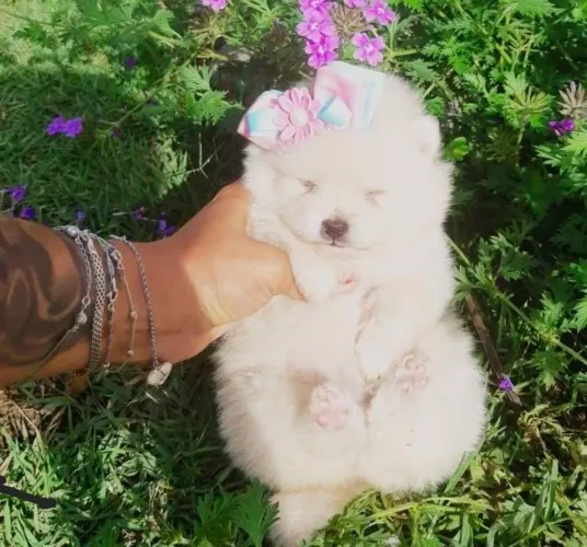 Spitz Alemão anão, vermifugado 45 dias