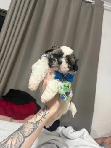 Shih Tzu machinho miniatura alto padrão 