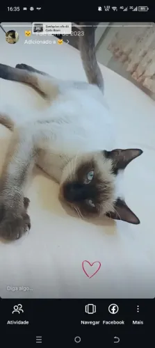 Doação gata siamês 