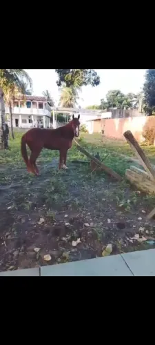 Égua Mangalarga a venda