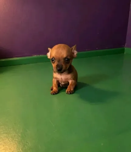 Pinscher Zero para Companhia