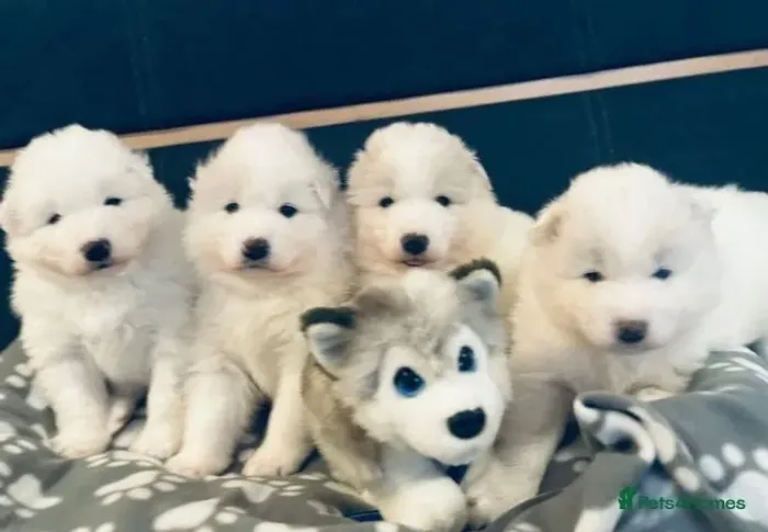 Cachorro filhote Samoieda brincalhão com saúde e garantia contrato
