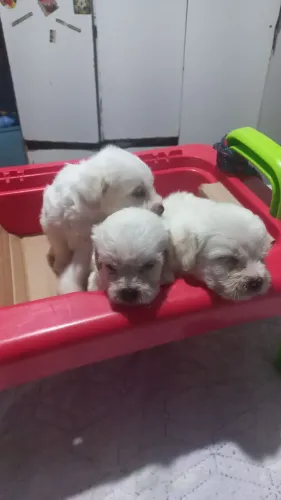 Vendo filhotes de poodle número 1