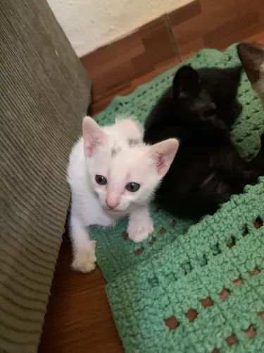Gatinhos disponíveis para adoção 