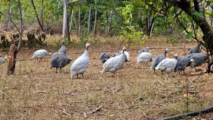 GALINHAS ANGOLAS - ADULTAS