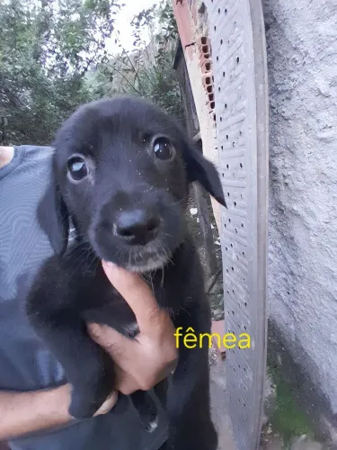 Adoção responsável para Romeu e Julieta lindos filhotes.