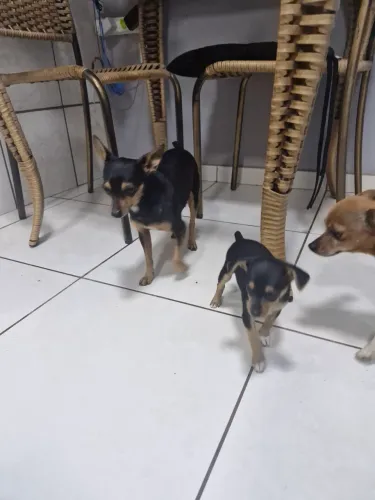 Cachorro pincher 