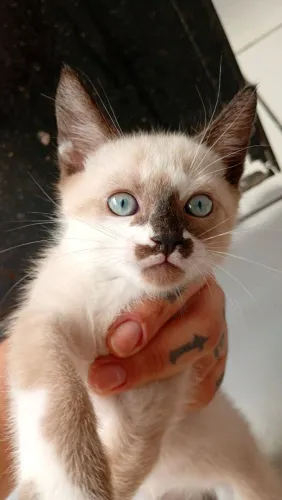 Gatinho macho para adoção