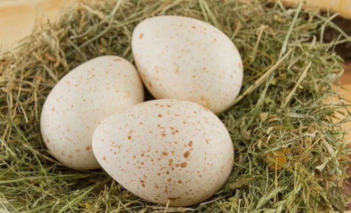 Meia dúzia de ovos  de peru galado - perolado 