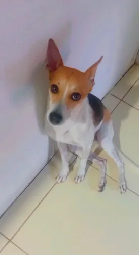 Cachorra viralata