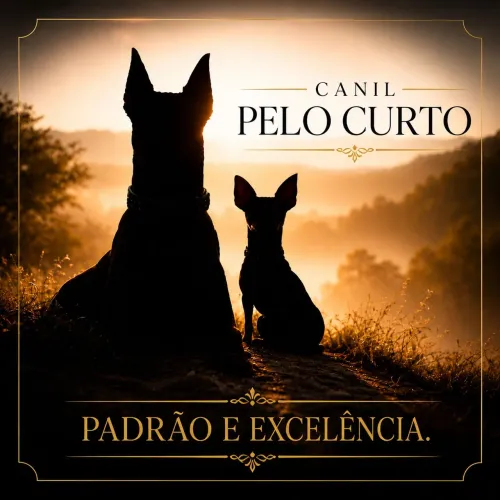 Lindos filhotes de Doberman disponíveis