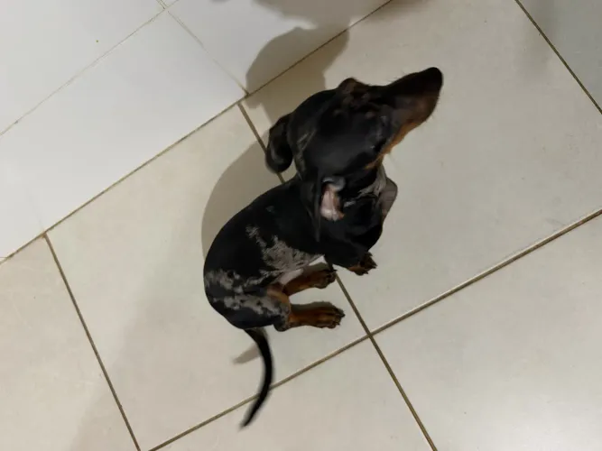 vende-se daschund