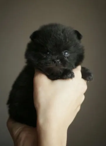 Filhote Lulu da pomerania
