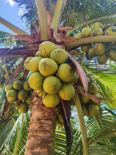 fazenda de coqueiros com 25 hectares em plena produção um luxo