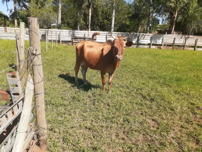 Novilha primeira cria com bezerro