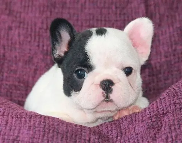 Bulldog Francês : Filhotes Diferenciados 