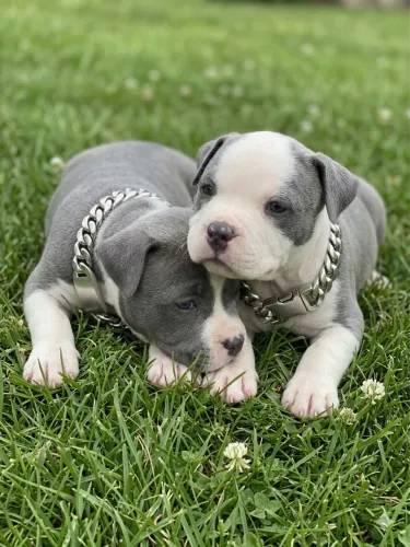América Bully Blue