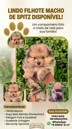 Spitz macho disponível 