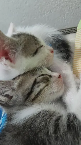 Gatos para adoção