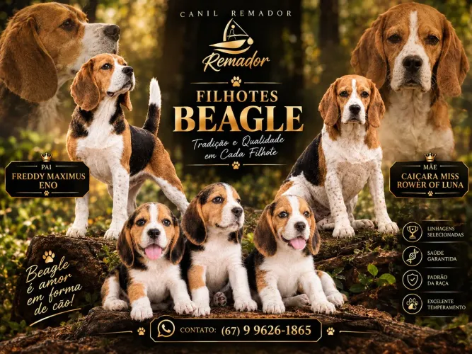 Filhotes de Beagle Alto Padrão Pedigree 