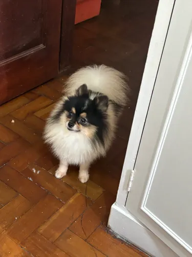 Macho spitz alemão anão