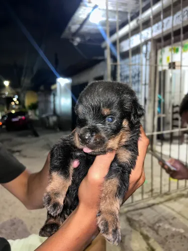 Vendo rottweiler