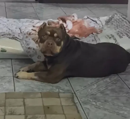 Doação American Bully 