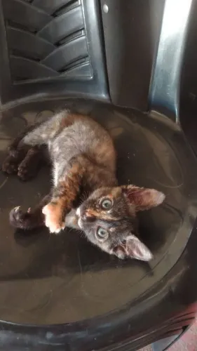 Gata