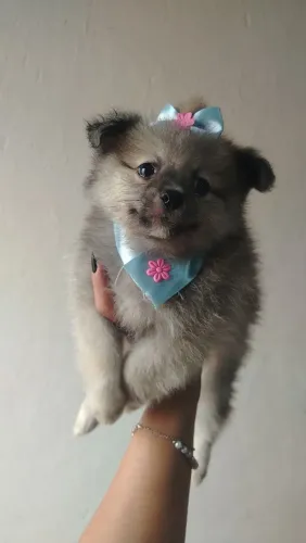 Lulu da pomerania femeas
