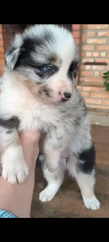 Filhotes puros de Border Collie